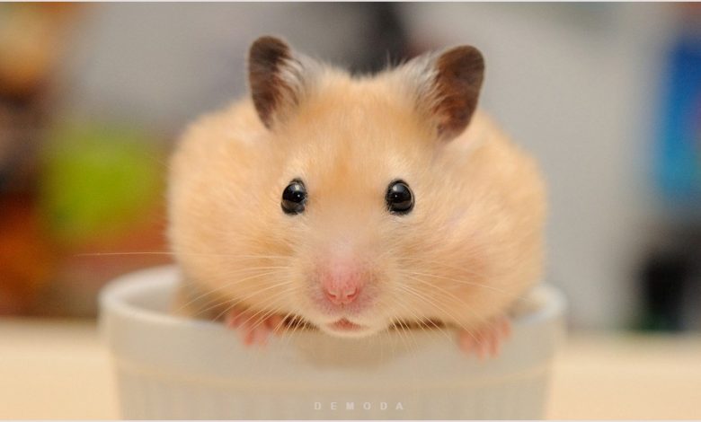 Những chú chuột hamster thật đáng yêu và đầy sự thông minh. Với sự nhanh nhạy và khả năng chạy nhảy của chúng, chúng luôn thu hút sự quan tâm của chúng ta. Hãy tìm hiểu thêm về chuột hamster và cách chăm sóc chúng để có thể nuôi chúng thành công với những hình ảnh đẹp và sinh động.