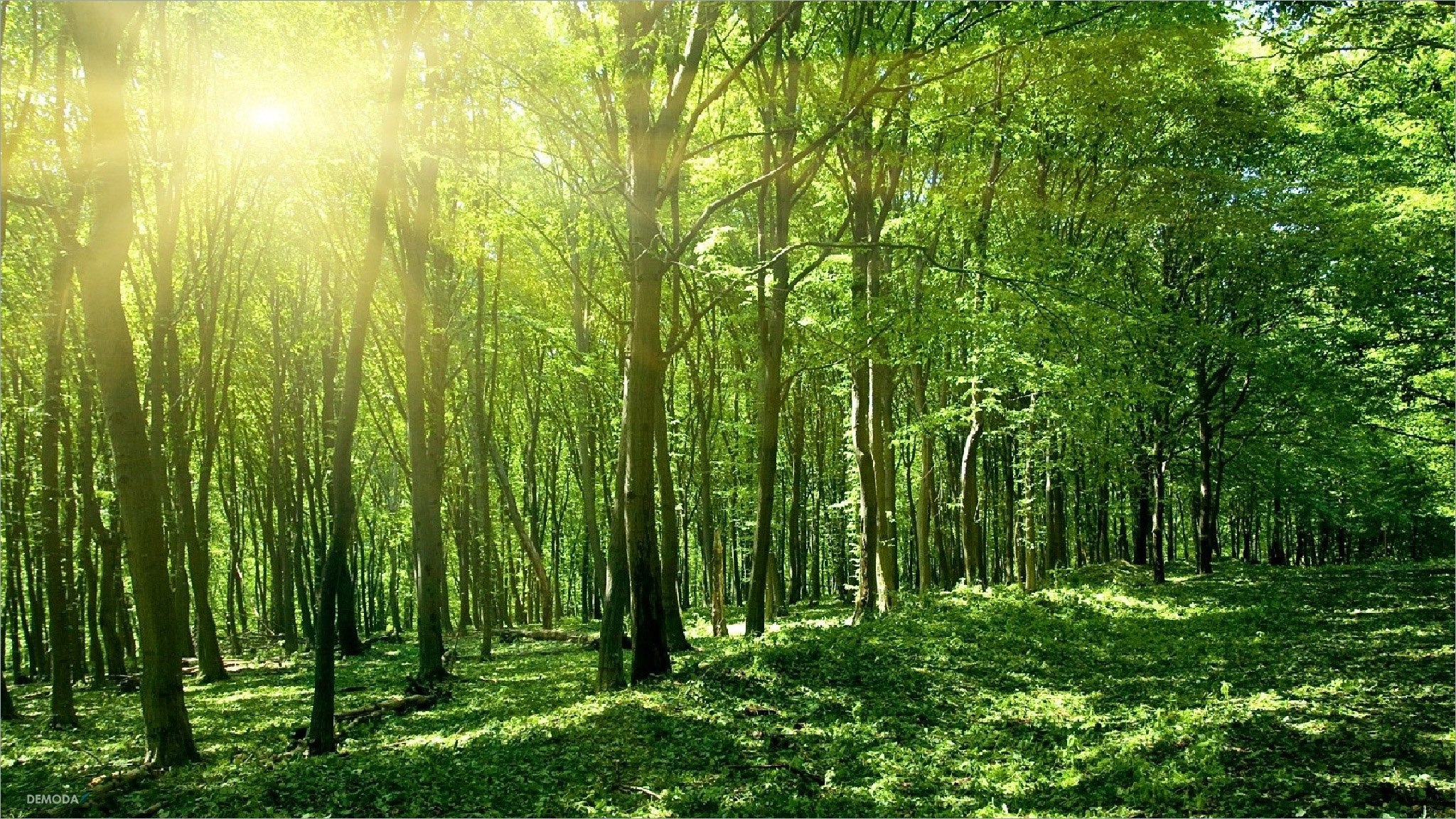 Ảnh Rừng Cây Xanh Thiên Nhiên: Cùng khám phá sự đa dạng trong cảnh quan thiên nhiên với những bức ảnh rừng xanh mát, những cành cây được bao phủ xung quanh. Tại đây, bạn sẽ được chiêm ngưỡng cảnh quan thiên nhiên tuyệt đẹp với đủ loại cây xanh tươi mát, cỏ dại nở rộ, tạo nên một không gian yên bình và thanh thản.